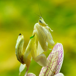 Orchid mantis